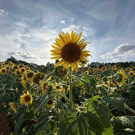 Ferienhaus La Terrasse - Private Pool *